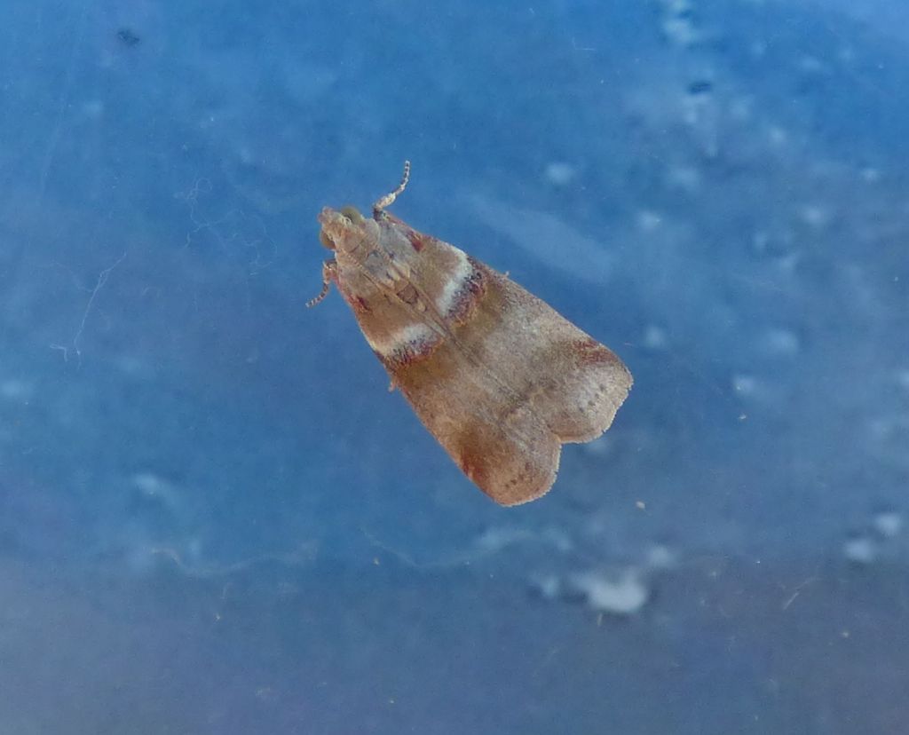 Acrobasis tumidana (Pyralidae)